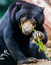 Sun bear - Wikipedia