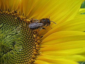 Bee on sunflower