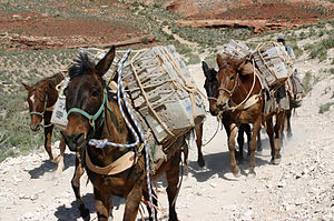Mules delivering mail for the United States Postal Service, Supai, Arizona, 2008