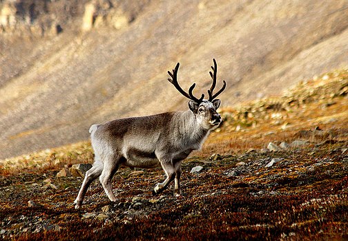 Jelen na ostrvu Svalbard.