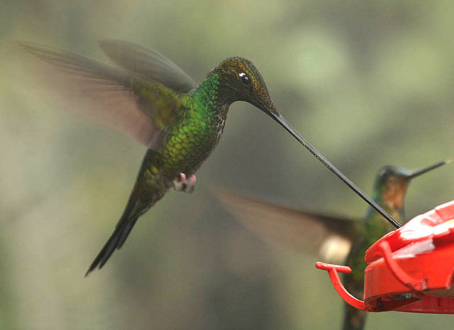 Porte bouteille en équilibre - Papillon et Colibri