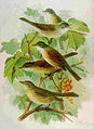 Whitethroat Sylvia communis