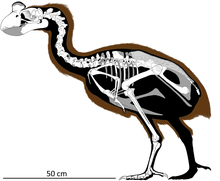 Reconstruction squelettique pour Sylviornis neocaledoniae dans une pose de repos. Les parties squelettiques manquantes sont estimées (os ombragés), le bassin étant basé sur les proportions de Leipoa ocellata. La rhamphothèque du bec n'est pas reconstruite afin de ne pas masquer la morphologie squelettique sous-jacente.