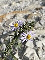 Symphyotrichum fendleri 95665561.jpg