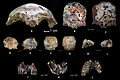Image 2Ancient human fossil remains from Tam Pa Ling cave (from History of Laos)