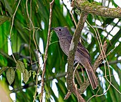 TROPEIRO-DA-SERRA (Lipaugus lanioides) (13868684655).jpg