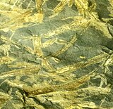 Fossils of the Devonian plant stem morphogenus Taeniocrada Taeniocrada decheniana cropped.jpg