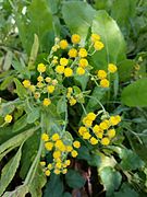 Tanacetum balsamita