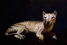 A specimen at the Natural History Museum in Vienna TasmanischerTiger naturhistorisches Museum Wien.jpg