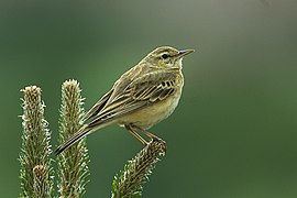 Pipit Rousseline.