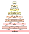 Vignette pour Classification scientifique des espèces