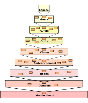 classification scientifique des espèces