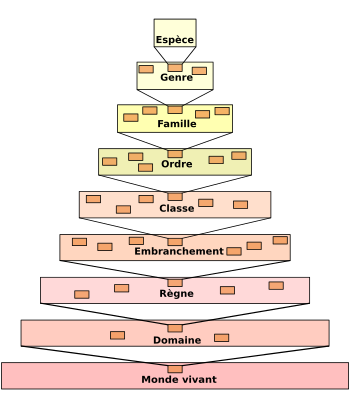 classification des animaux vivants