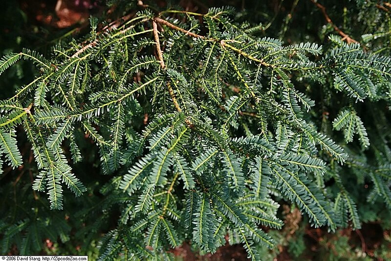 File:Taxus baccata Amersfoort 1zz.jpg