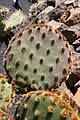 Opuntia