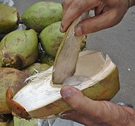 Noix de coco jeune