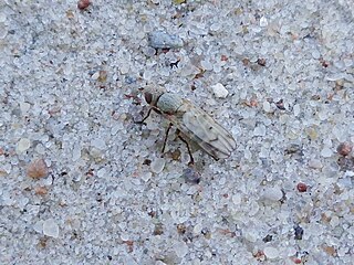 <i>Melieria omissa</i> Species of fly