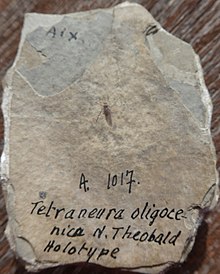 Tetraneura (Aixaphis) oligocenica N. THEOBALD 1937. Photo couleur par Mireille Darmois-Théobald