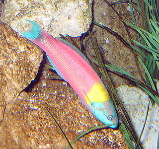 <i>Thalassoma robertsoni</i> Species of fish