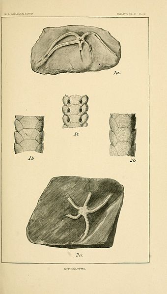 File:The Mesozoic Echinodermata of the United States BHL11978750.jpg