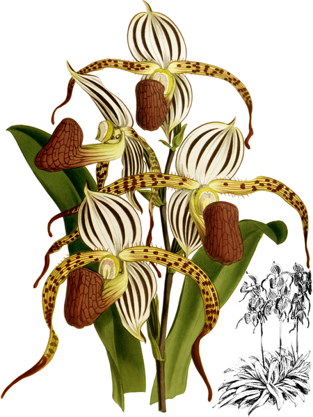 File:The Orchid Album-01-0029-0008-Cypripedium stonei-crop.png