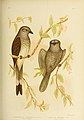 The birds of Australia (16446991993).jpg