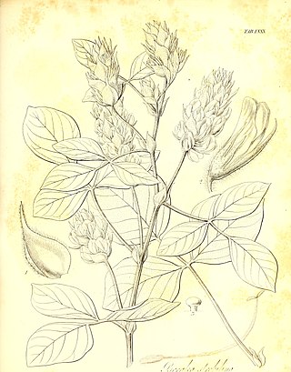 <i>Hoita strobilina</i> Species of legume