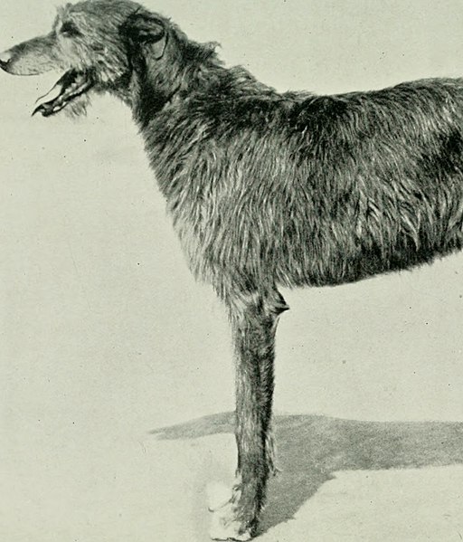File:The complete book of the dog (1922) (20662196812).jpg