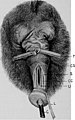 The diseases of the genital organs of domestic animals (1921) (20595996039).jpg