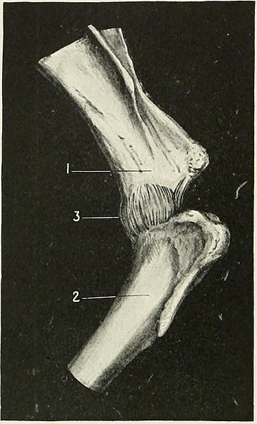 File:The horse, its treatment in health and disease with a complete guide to breeding, training and management (1906) (14585646799).jpg