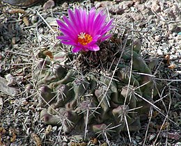 Rinkonadinis ežinėlis (Thelocactus rinconensis)