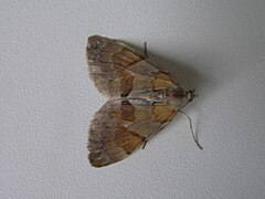 Thera firmata FvL.jpg