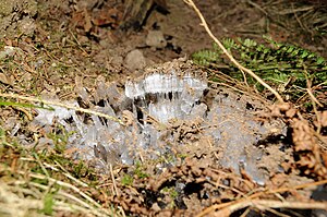 Ice on the ground in forest