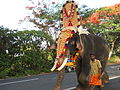 Slon, ki nosi Thidambu med festivalom Thrissur pooram v Kerali (južna Indija).
