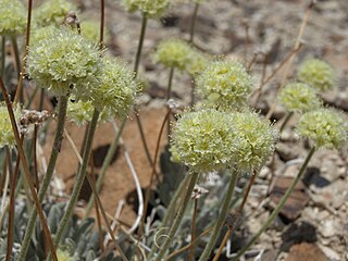 <i>Eriogonum tiehmii</i> Species of buckwheat plant endemic to Nevada