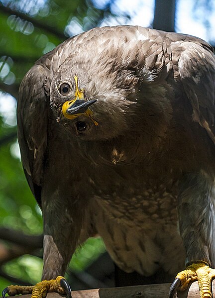 File:Tierpark Chemnitz - Steppenadler-8709.jpg