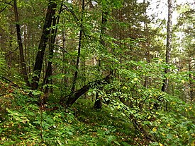 Общий вид куртины в лесу. Окрестности Красноярска, ручей Каштак