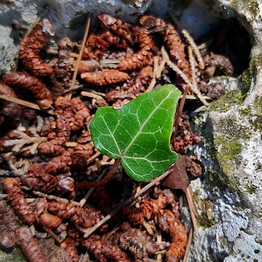 It was less than a square inch and it was also in a dubious place to survive. Check the geo-location to find out where it was and you will understand with me that the resilience of this small ivy leaf deserves to receive a name: "Green passion".