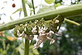 Manduca sexta parasitized by Cotesia congregata wasp larvae