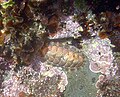 Thumbnail for File:Tonicella lineata in tide pool.jpg