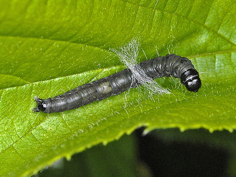 File:Tortricidae - Celypha (Syricoris) lacunana - Caterpillar.JPG