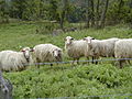 Sheep in the Toscana