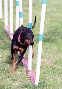 Toy-manchester-terrier-weave.png