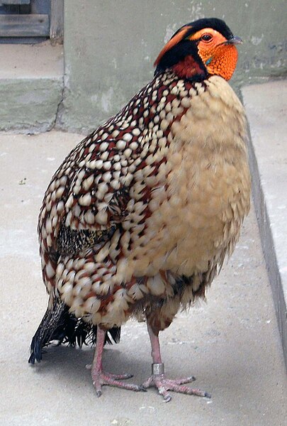 File:Tragopan caboti.JPG