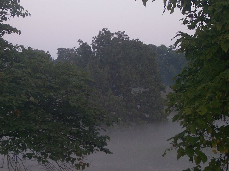 File:Tree-in-fog-WP.jpg