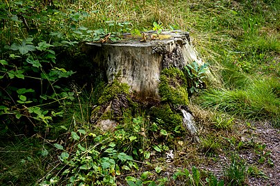 Tree stump with oak sapling at Myrstigen