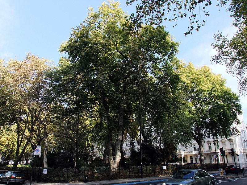 File:Trees in St Georges Square, Pimlico - geograph.org.uk - 2668814.jpg