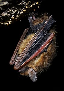 Chauve-souris tricolore en torpeur.JPG