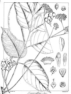 <i>Trichilia catigua</i> Species of flowering plant