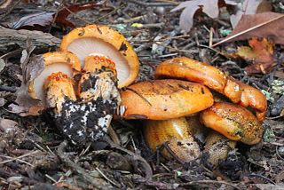 <i>Tricholoma aurantium</i> Species of fungus